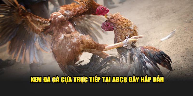 Xem đá gà cựa trực tiếp tại ABC8 đầy hấp dẫn